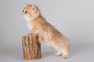 انواع نژاد گربه مانچیکن