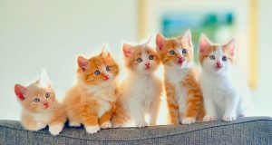 روش استفاده از خاک گربه