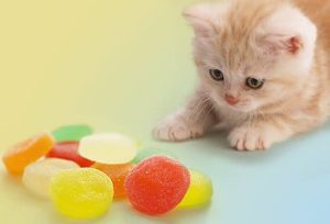 غذاهای ممنوعه برای گربه