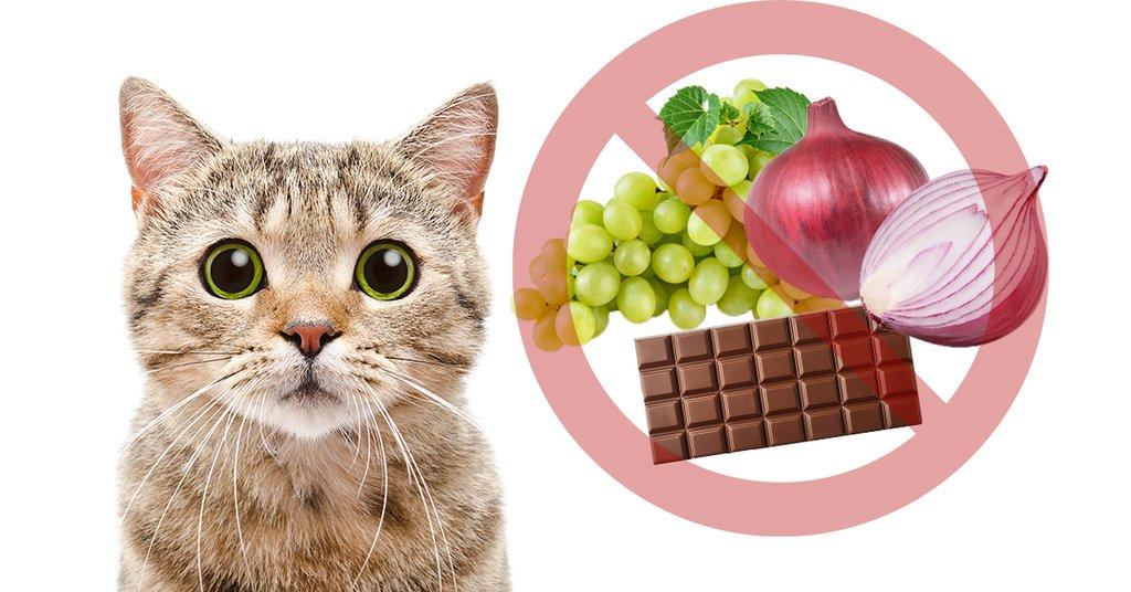 غذاهای ممنوعه برای گربه