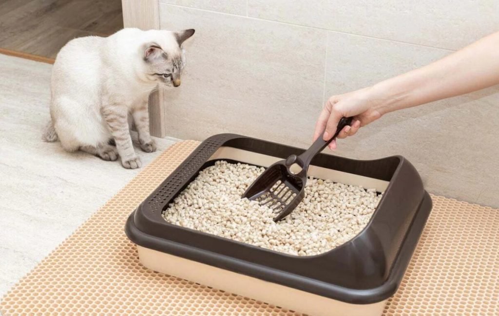 انتخاب خاک مناسب گربه
