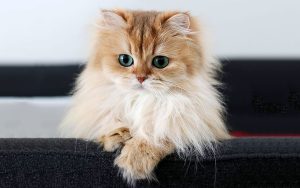 نگهداری از گربه پرشین