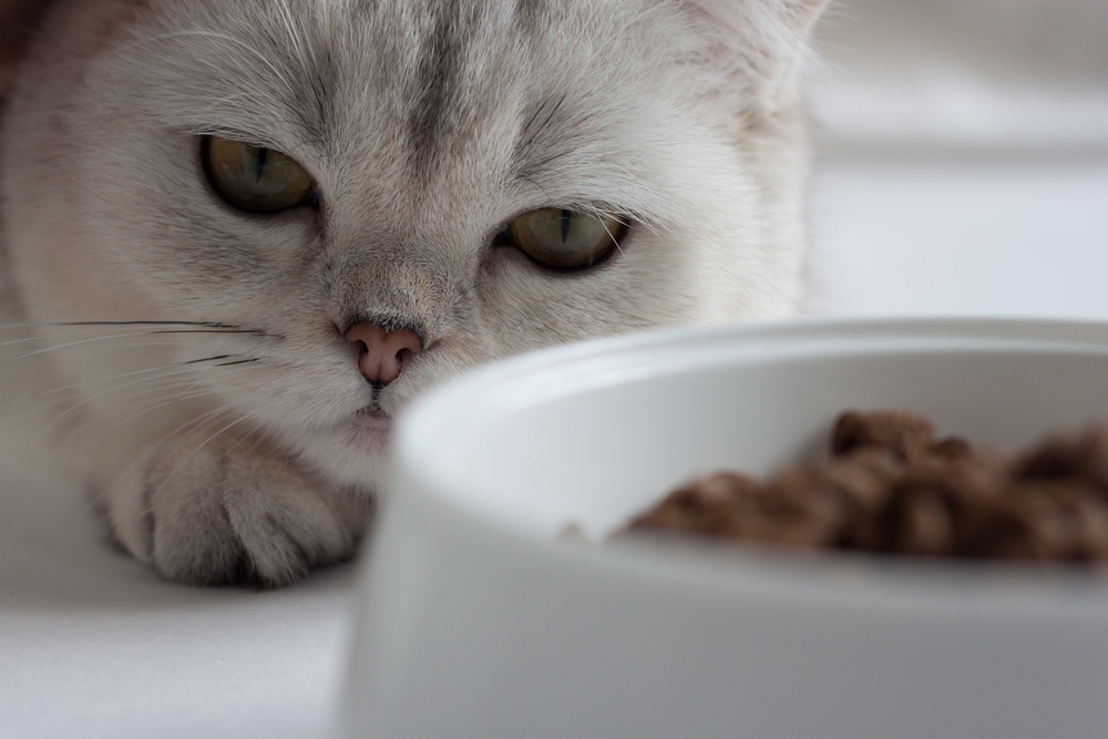 گربه‌ها غذای خشک نمی‌خورند
